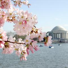 Le Jefferson Memorial à Washington pendant la saison des cerisiers en fleurs.JPG